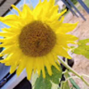 Meet your Posher, Lillian